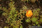 Photo: Portulaca grandiflora.