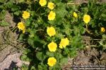 Photo: Potentilla megalantha.