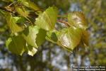 Photo: Populus tremula 9.