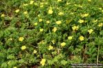 Photo: Potentilla chinensis.