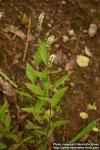 Photo: Polygala senega 3.