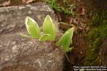 Photo: Polygonatum falcatum 0.