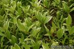 Photo: Polygonatum falcatum 1.