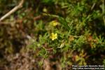 Photo: Potentilla argentea 5.