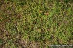 Photo: Potentilla argentea 6.