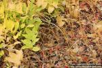 Photo: Polygonatum odoratum 12.