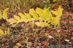 Photo: Polygonatum odoratum 13.