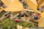 Photo: Polygonatum odoratum 14.