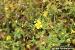 Photo: Potentilla erecta 5.