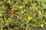 Photo: Potentilla erecta 6.