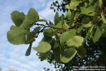 Photo: Populus tremula 17.