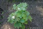 Photo: Podophyllum hexandrum 8.