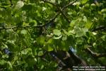 Photo: Populus tremula 13.