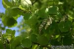 Photo: Populus tremula 15.