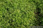 Photo: Potentilla erecta 2.