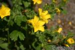 Photo: Potentilla megalantha 5.