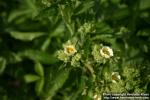 Photo: Potentilla arguta 0.