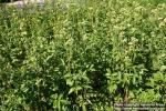 Photo: Potentilla arguta 2.