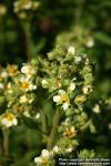 Photo: Potentilla arguta 3.