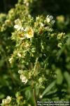 Photo: Potentilla arguta 5.