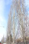 Photo: Populus tremula 20.