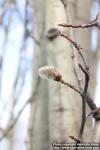 Photo: Populus tremula 21.