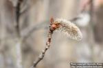 Photo: Populus tremula 23.