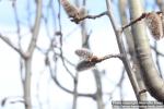 Photo: Populus tremula 24.