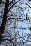 Photo: Populus tremula 27.