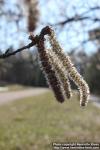 Photo: Populus tremula 29.