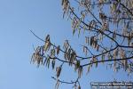 Photo: Populus tremula 31.