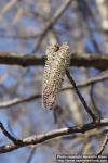 Photo: Populus tremula 33.