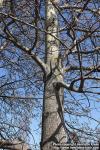 Photo: Populus tremula 34.