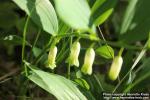 Photo: Polygonatum odoratum 18.