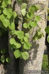 Photo: Populus tremula 37.