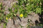 Photo: Potentilla norvegica 1.