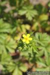 Photo: Potentilla norvegica 3.