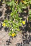 Photo: Potentilla norvegica 4.