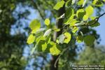 Photo: Populus tremula 40.