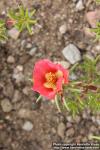 Photo: Portulaca grandiflora 3.