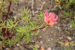 Photo: Portulaca grandiflora 4.