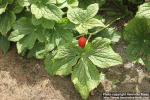 Photo: Podophyllum hexandrum 10.