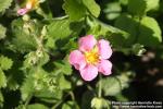 Photo: Potentilla atrosanguinea 1.