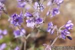 Photo: Polemonium chinense 1.