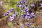 Photo: Polemonium chinense 2.