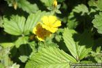 Photo: Potentilla megalantha 7.