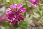 Photo: Polygala myrtifolia 1.