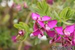 Photo: Polygala myrtifolia 2.