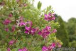 Photo: Polygala myrtifolia 4.