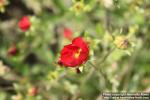 Photo: Potentilla atrosanguinea 3.